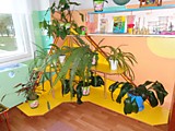 уголок природы в старшей группе